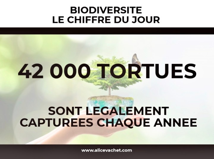 [Biodiversité] Chiffre –&nbsp;Tortues