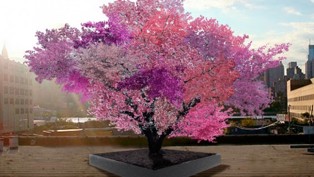 Un-arbre-qui-produit-40-fruits-différents-620x350.jpg